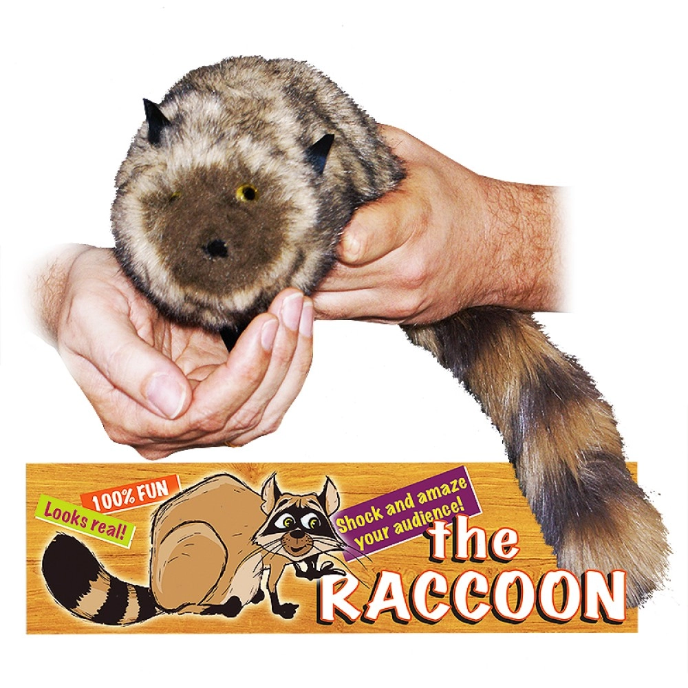 The Raccoon 