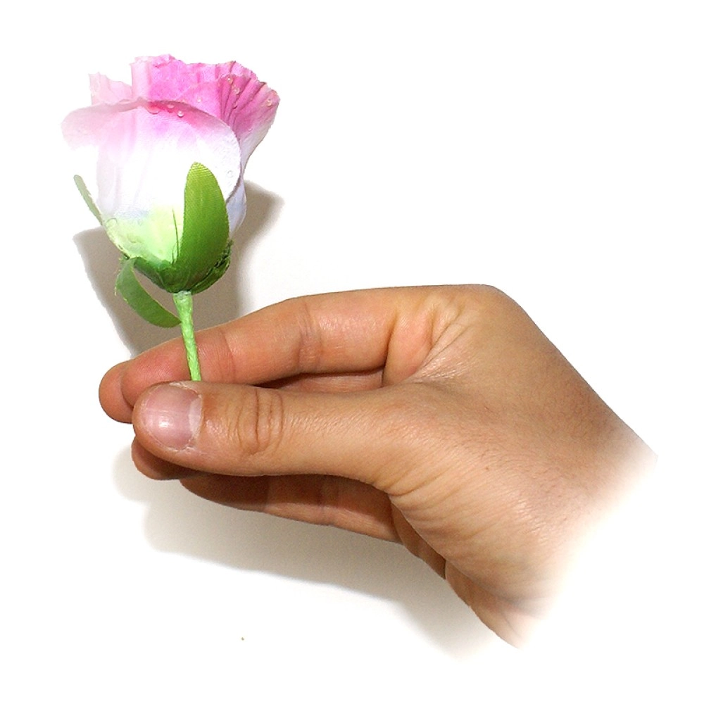 Rosen aus dem Nichts