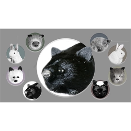Black Fox Spring Animal by Magic Masters