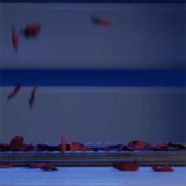 Visual Matrix AKA Rose Act Valorous Silver (Gimmick and Online Instructions) by Will Tsai and SansMinds