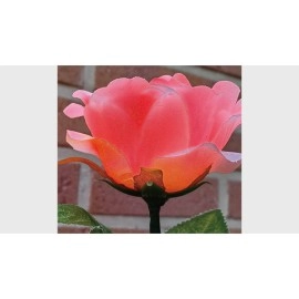 Remote Light Rose Multi-color (Charger Included) by JL Magic