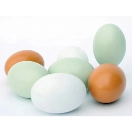 Super Wooden Egg (Duck egg)